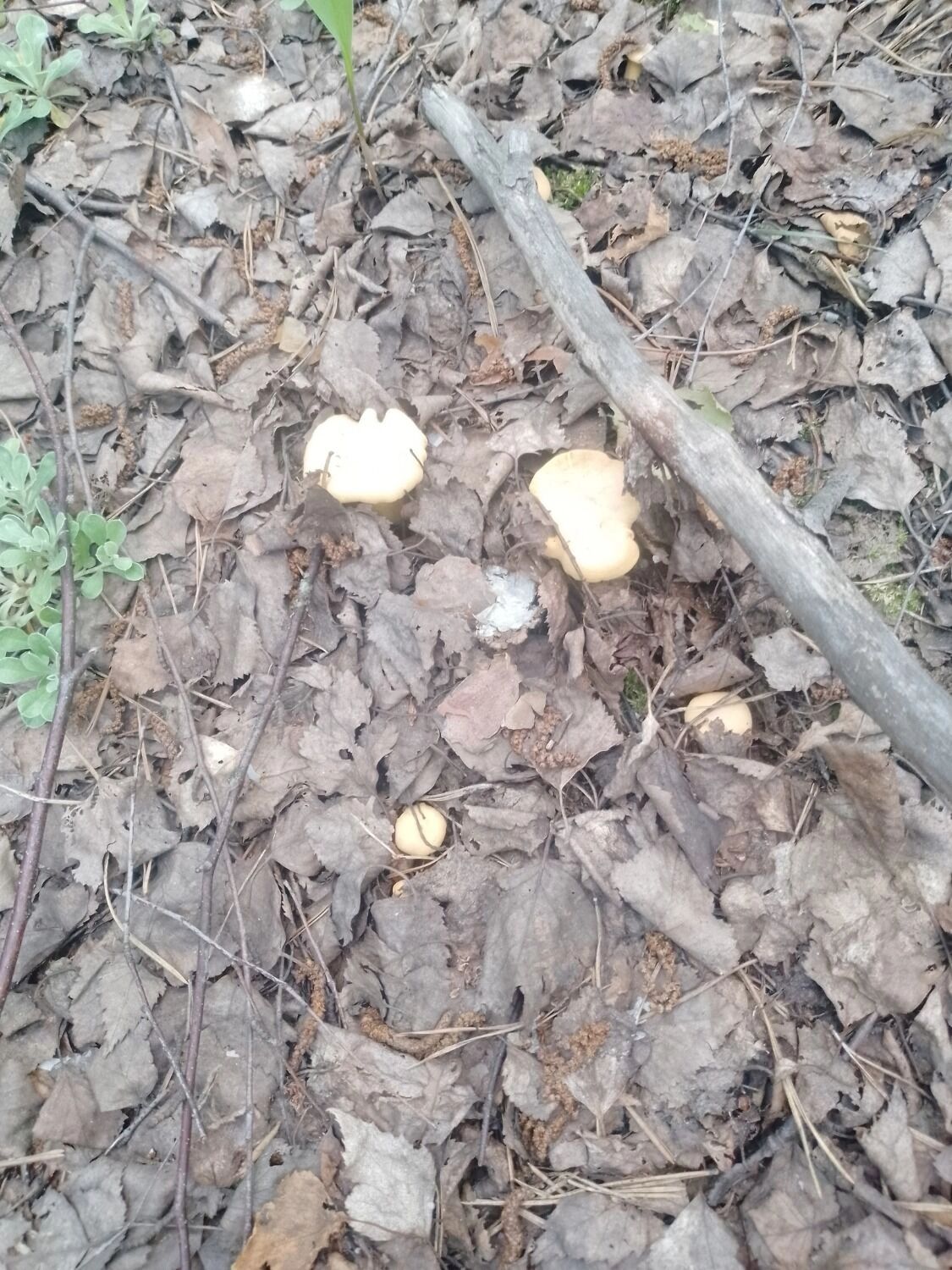 Грибы в лесах Нижегородской области