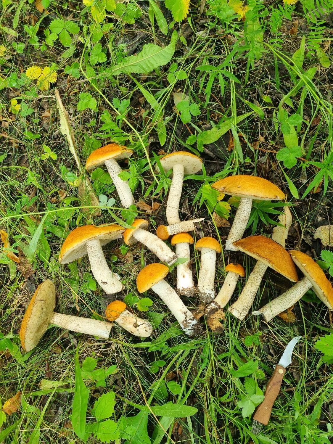 Грибы из Кстовского района