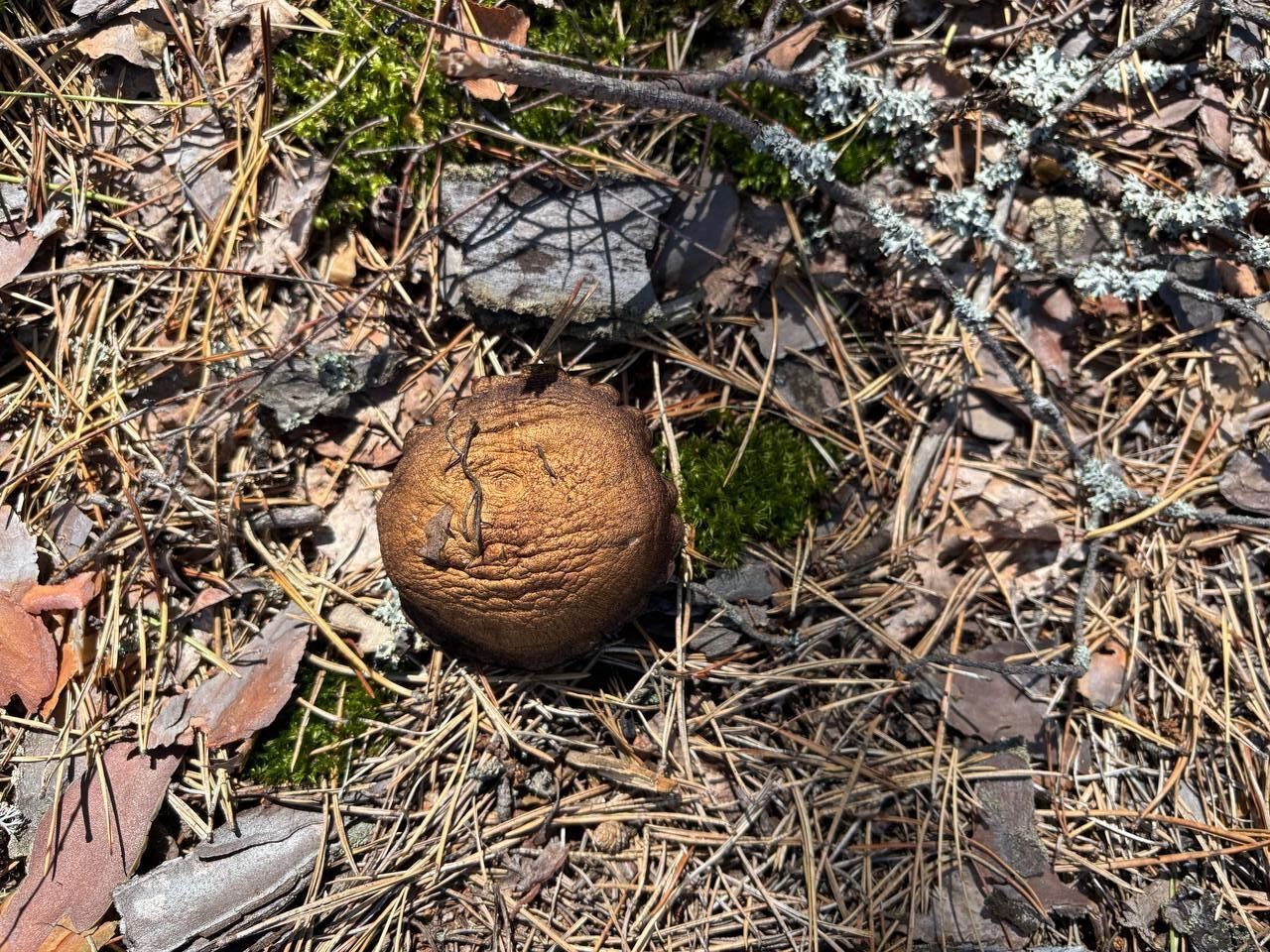 Почти все хорошие грибы уже срезаны