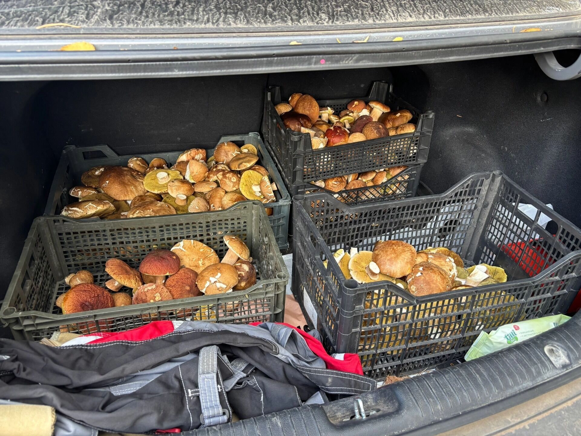 Нижегородка собрала несколько ящиков белых грибов