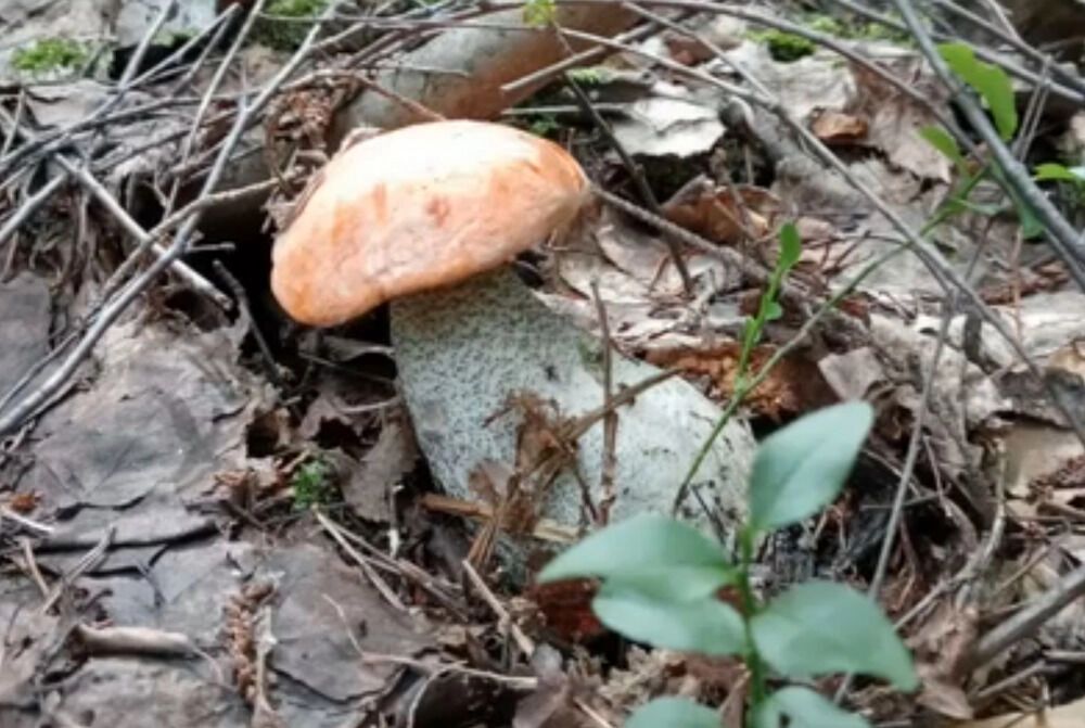 Нижегородец смог найти только один гриб