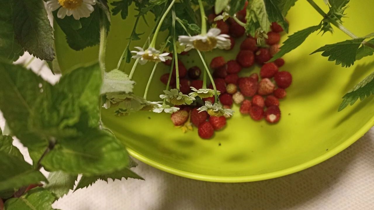 На фото: урожай земляники