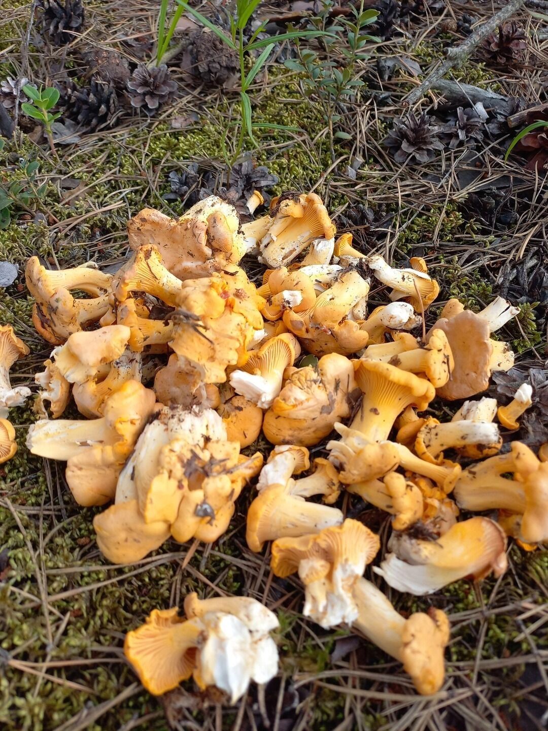 Лисички в&nbsp;Балахнинском округе