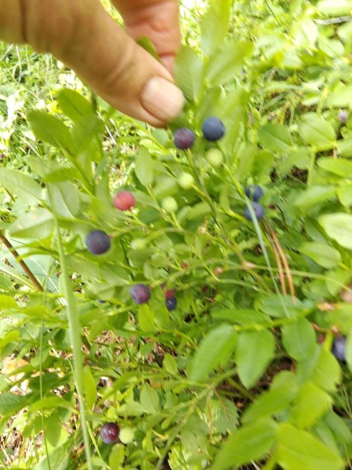 Ягоды в нижегородских лесах