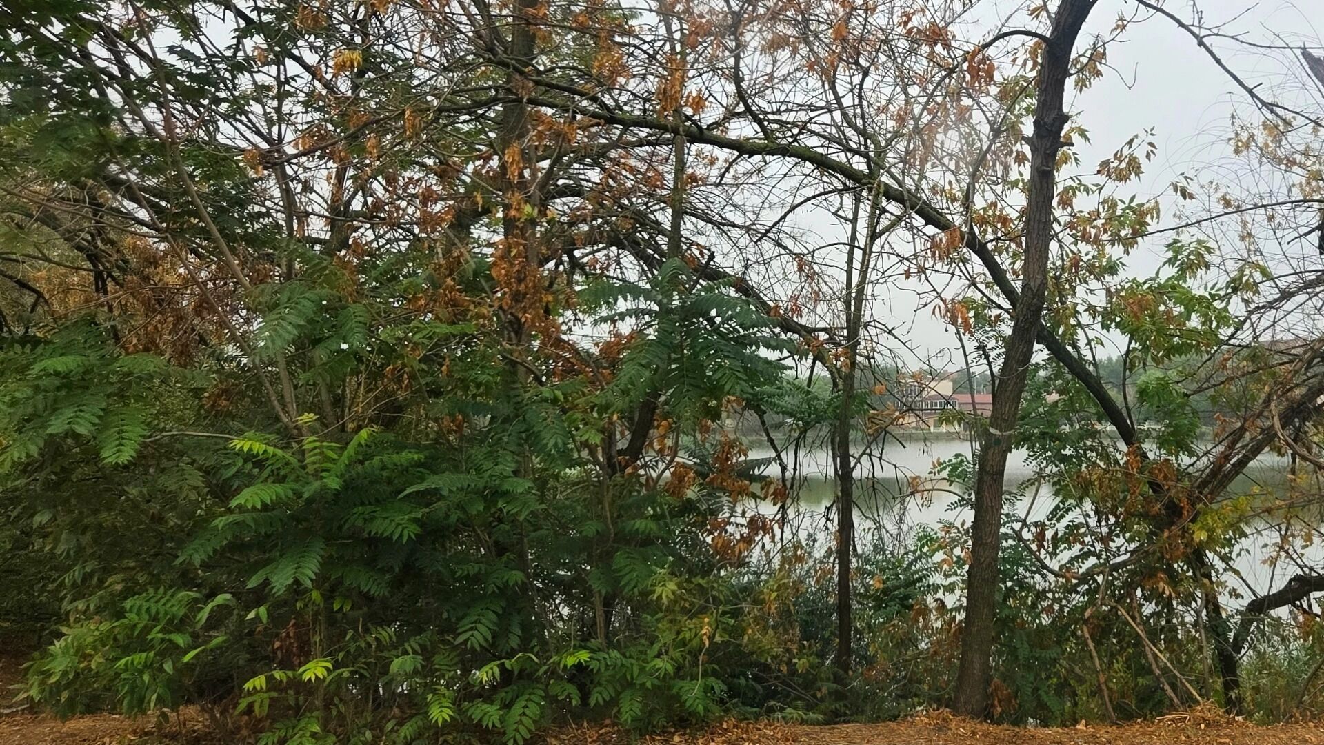 Кубанская примета: после первого тумана — можно по грибы идти