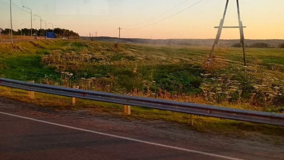 Дорожники косят борщевик вдоль пермских трасс, но он продолжает расти. Как так?