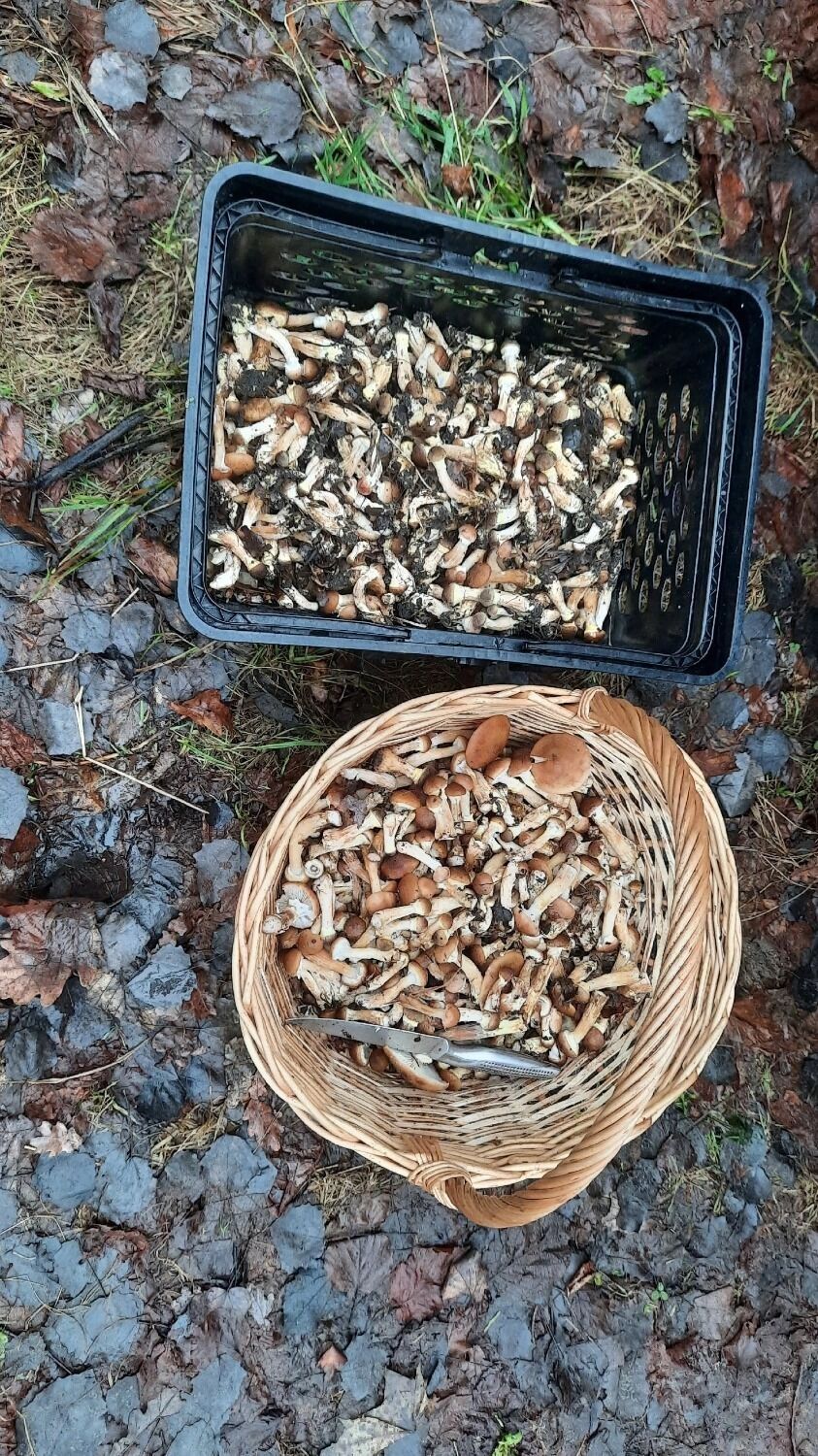 Грибы в Белгородских лесах