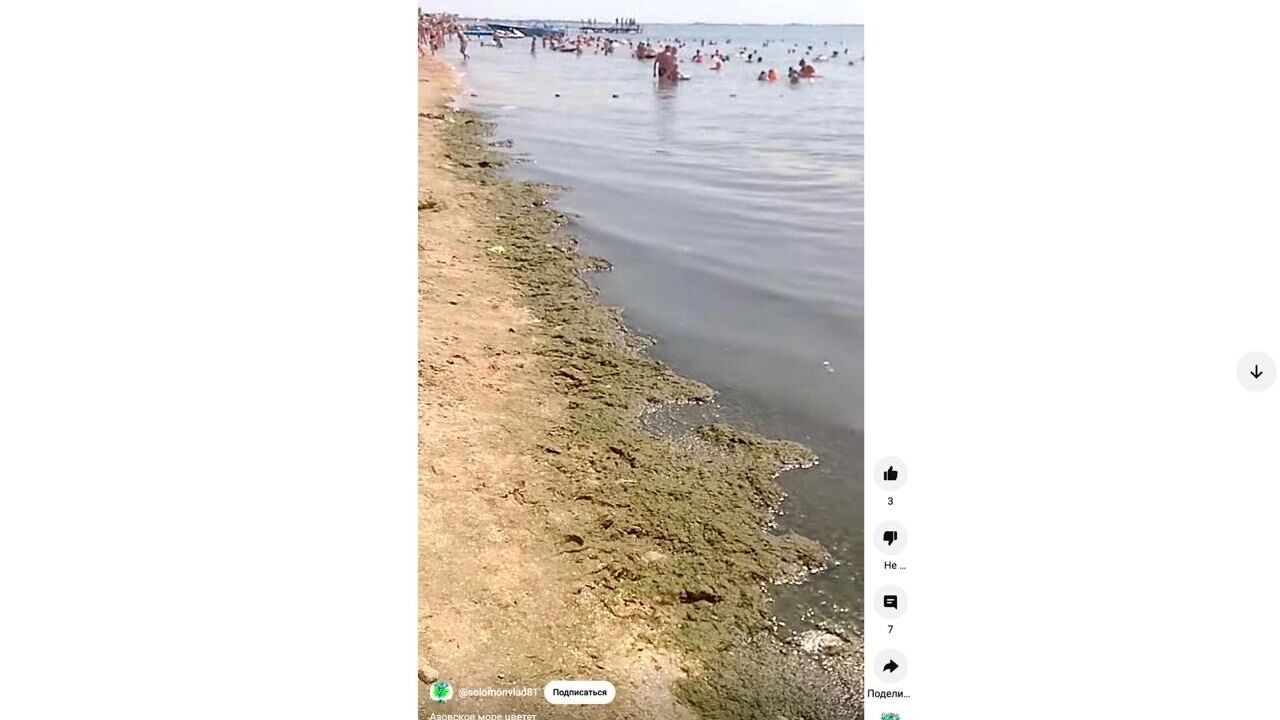 На побережье Азовского моря во второй половине лета много водорослей