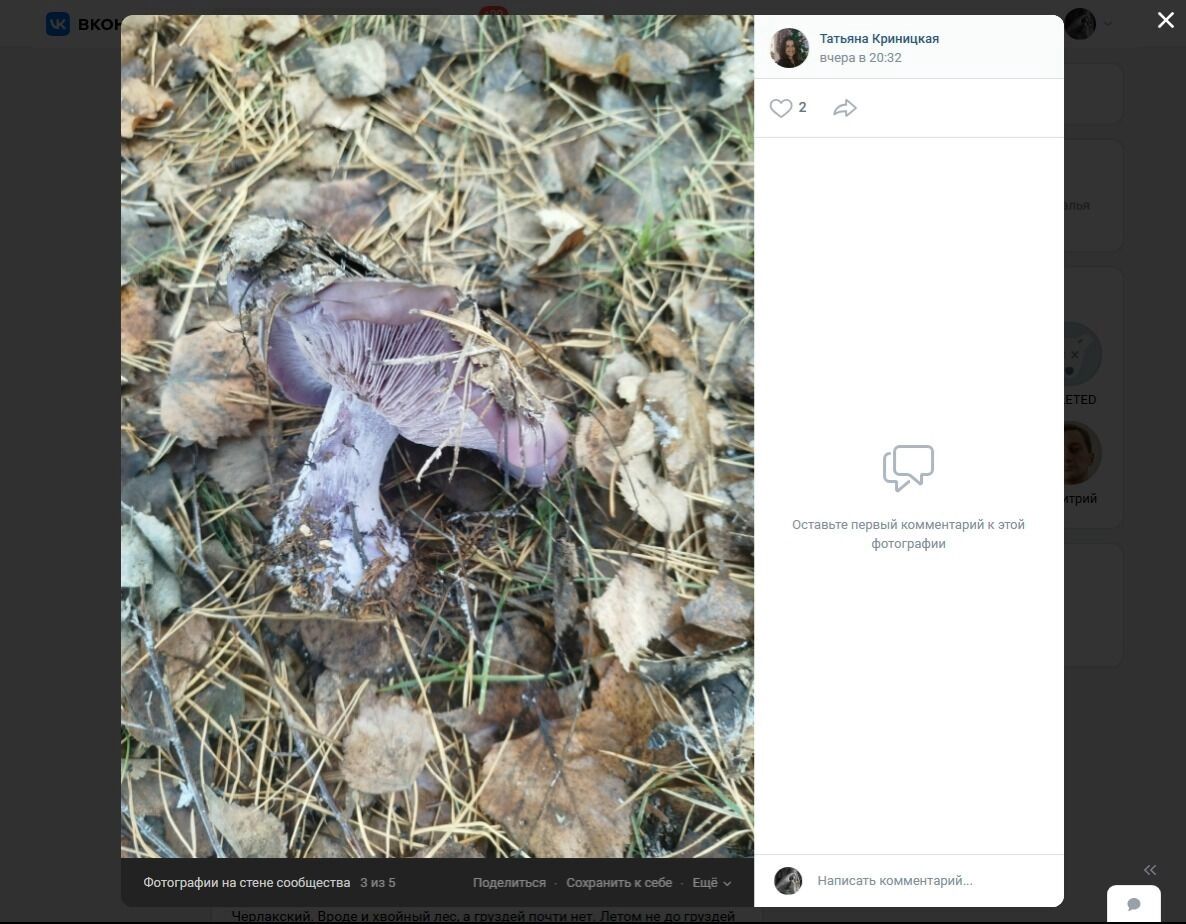 Фиолетовый гриб