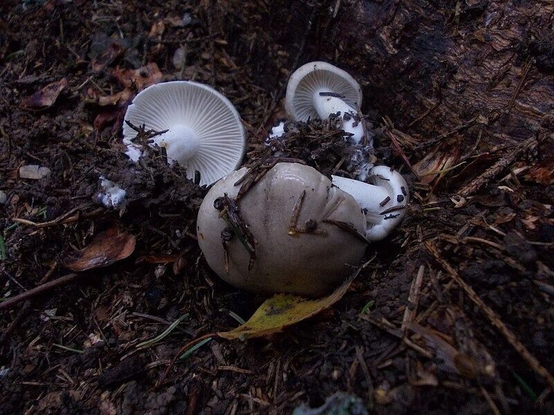 Гигрофор душистый в лесу