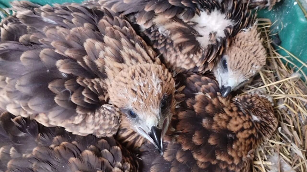 Кемеровские рабочие спилили дерево и оставили птенцов без дома