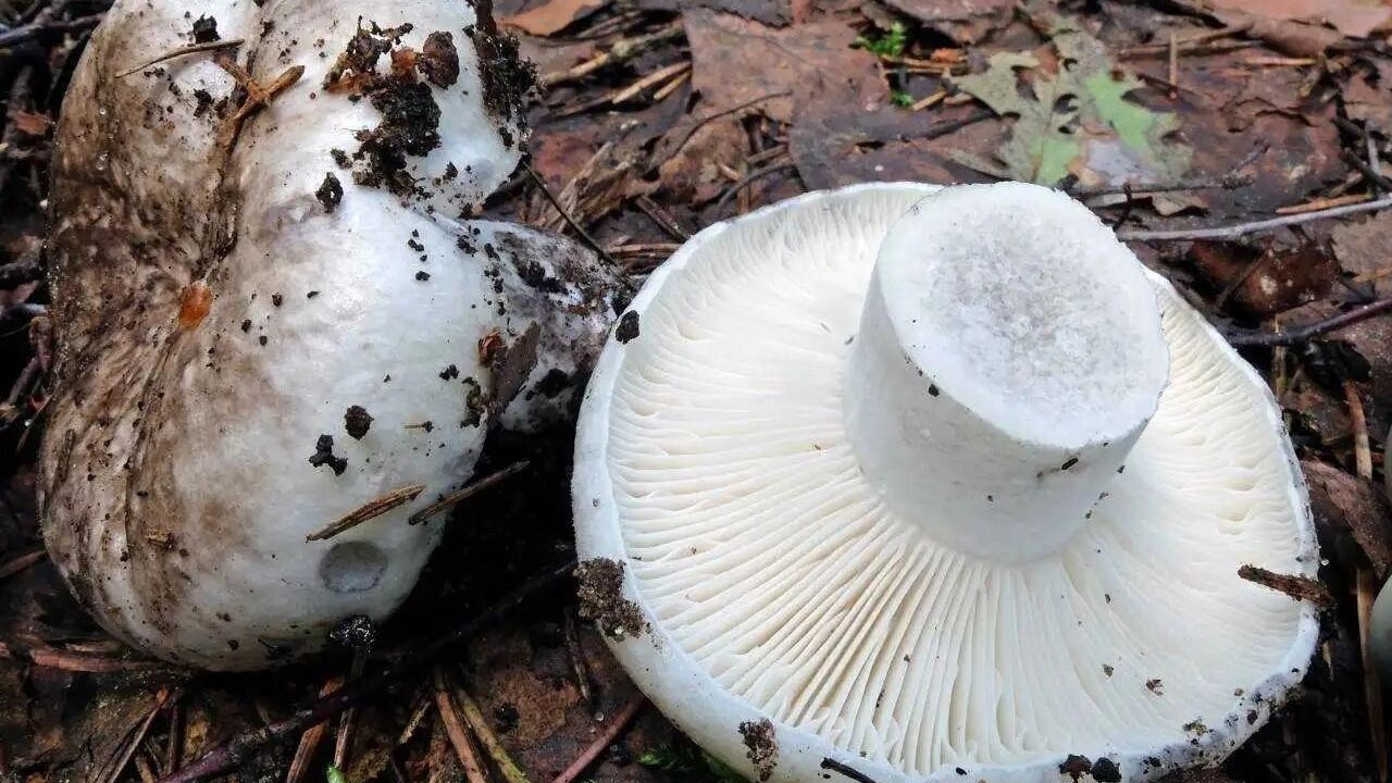 Подгруздки начинают расти в июле