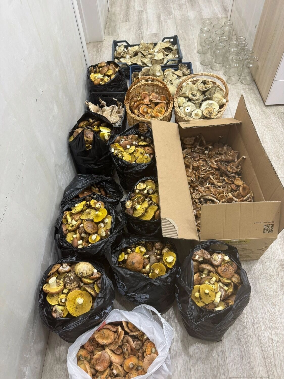 Грибы в Бузулуке