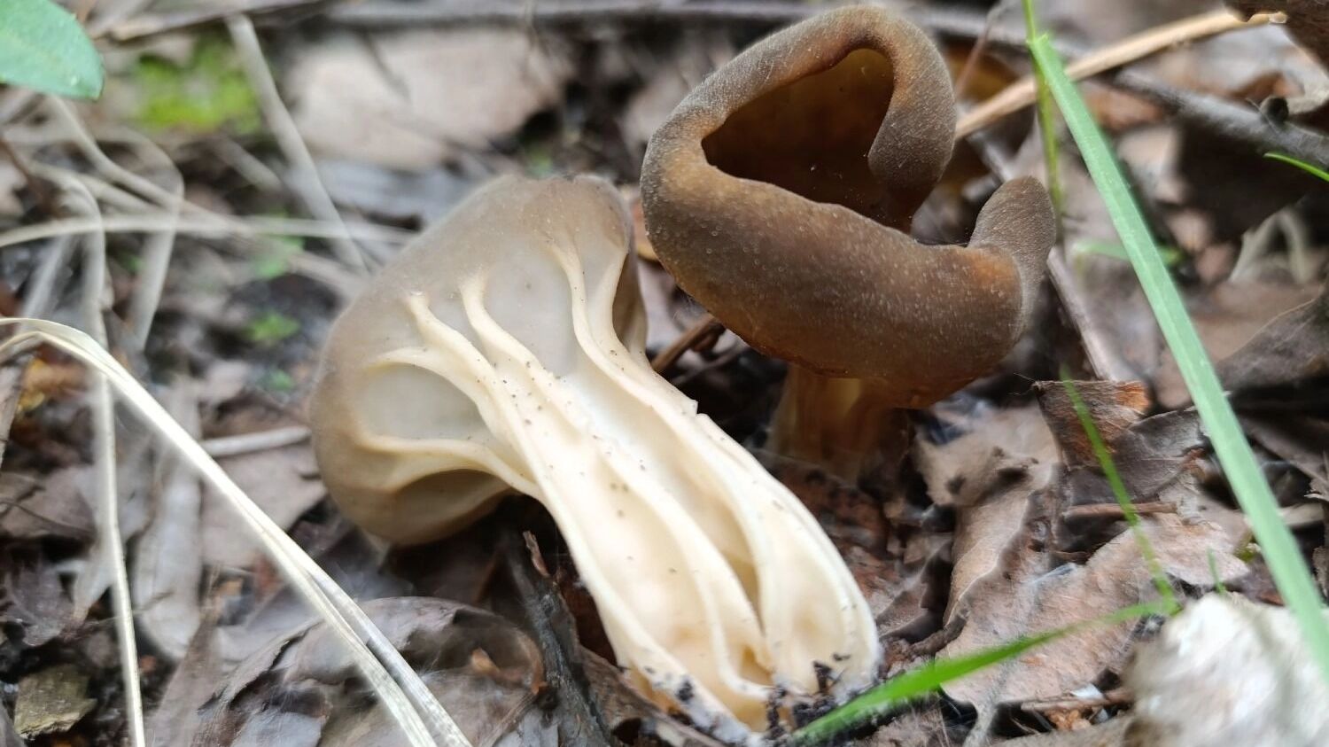 Грибы в нижегородских лесах