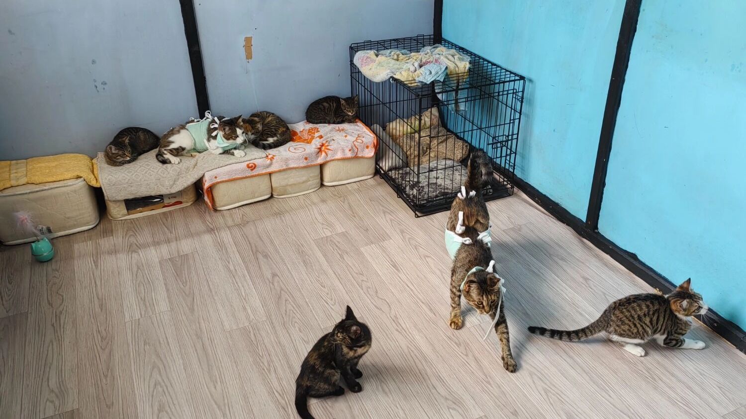 коты в приюте