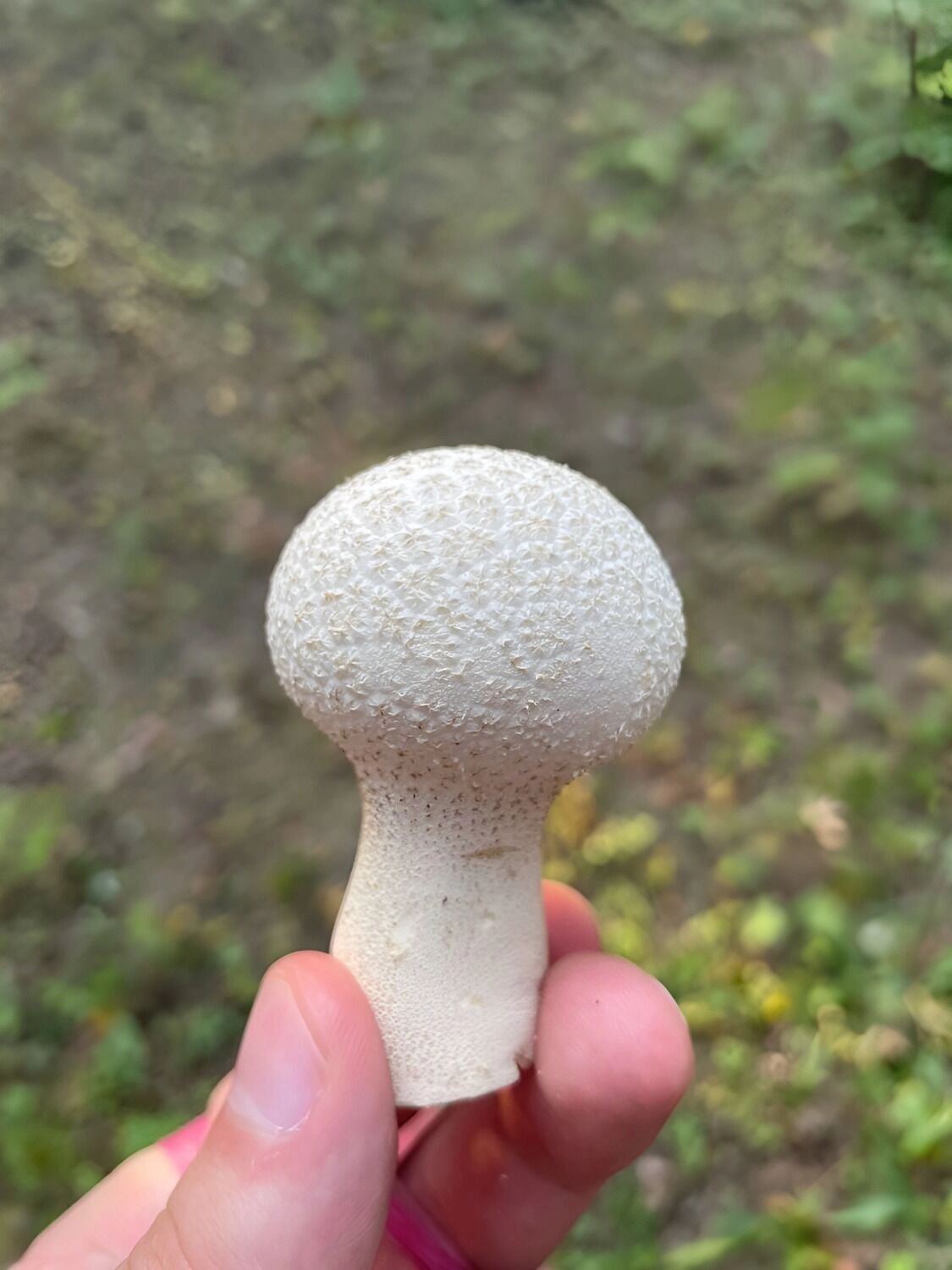 головач мешковидный