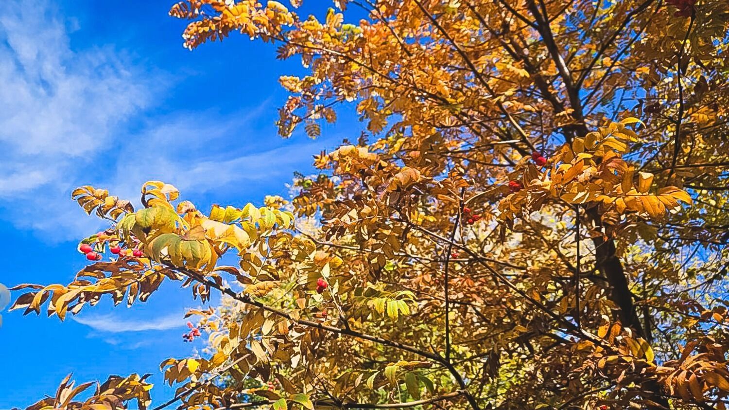 Дворники могут просто убирать листву с&nbsp;асфальта на&nbsp;грунт.