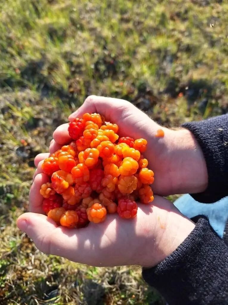 Экс-руководитель Депздрава Югры Алексей Добровольский тоже оценил вкус спелой медовой морошки.