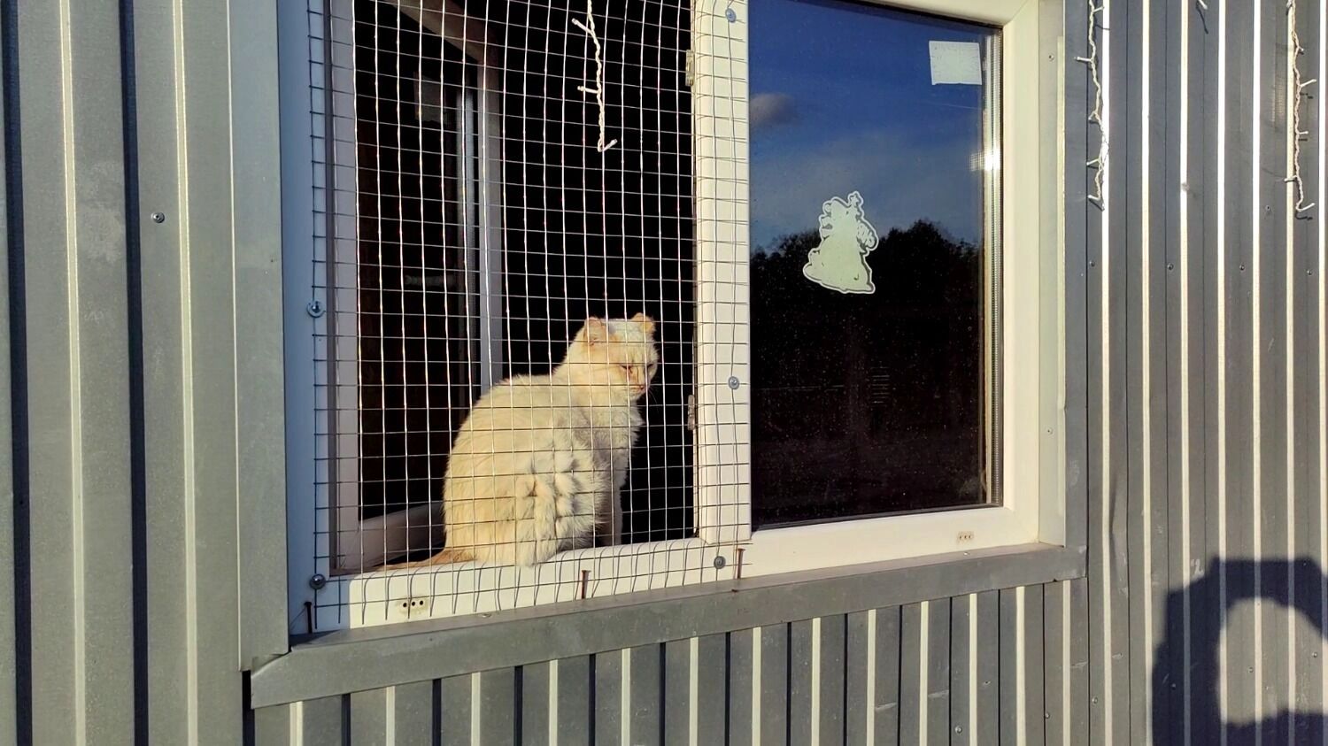 коты в&nbsp;приюте