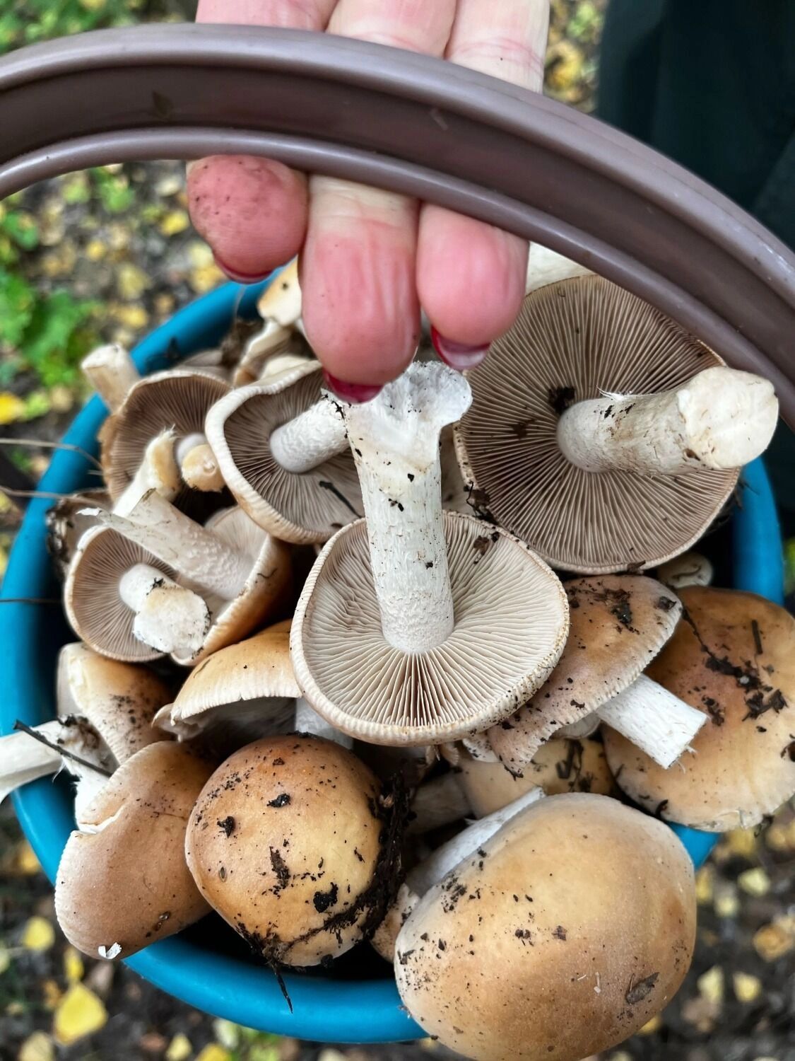 Депутат Заксоба Оренбуржья Елена Иванова насобирала несколько пакетов грибов