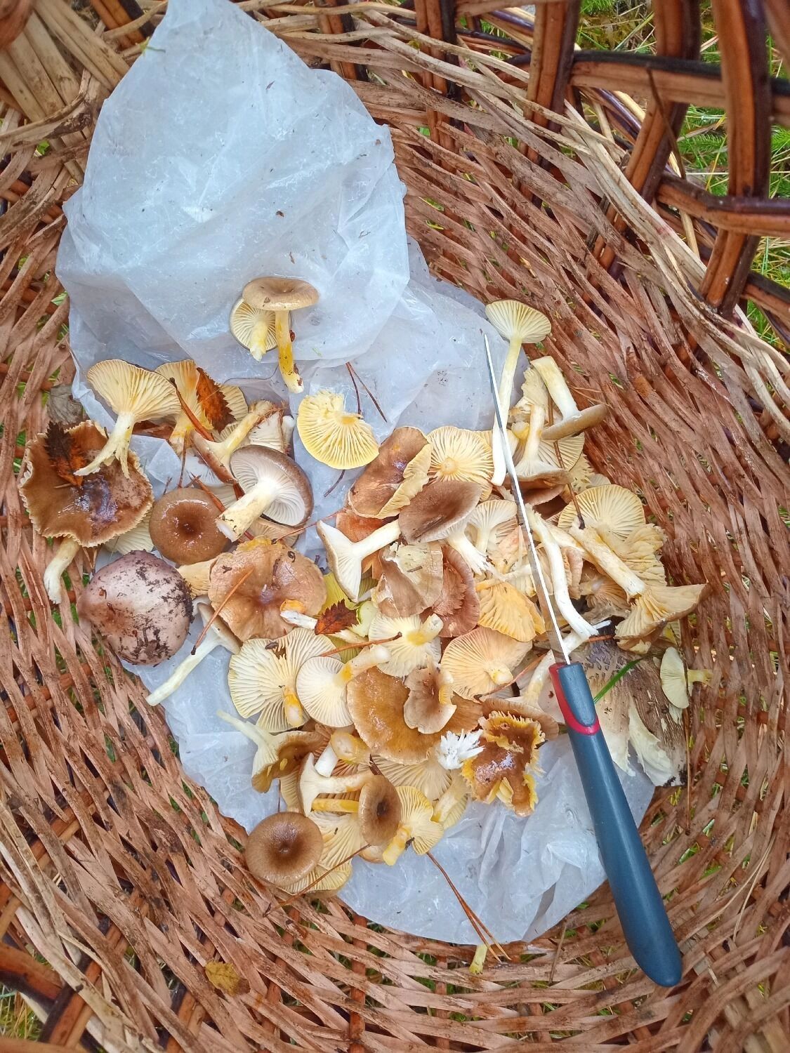 Лисички и другие грибы