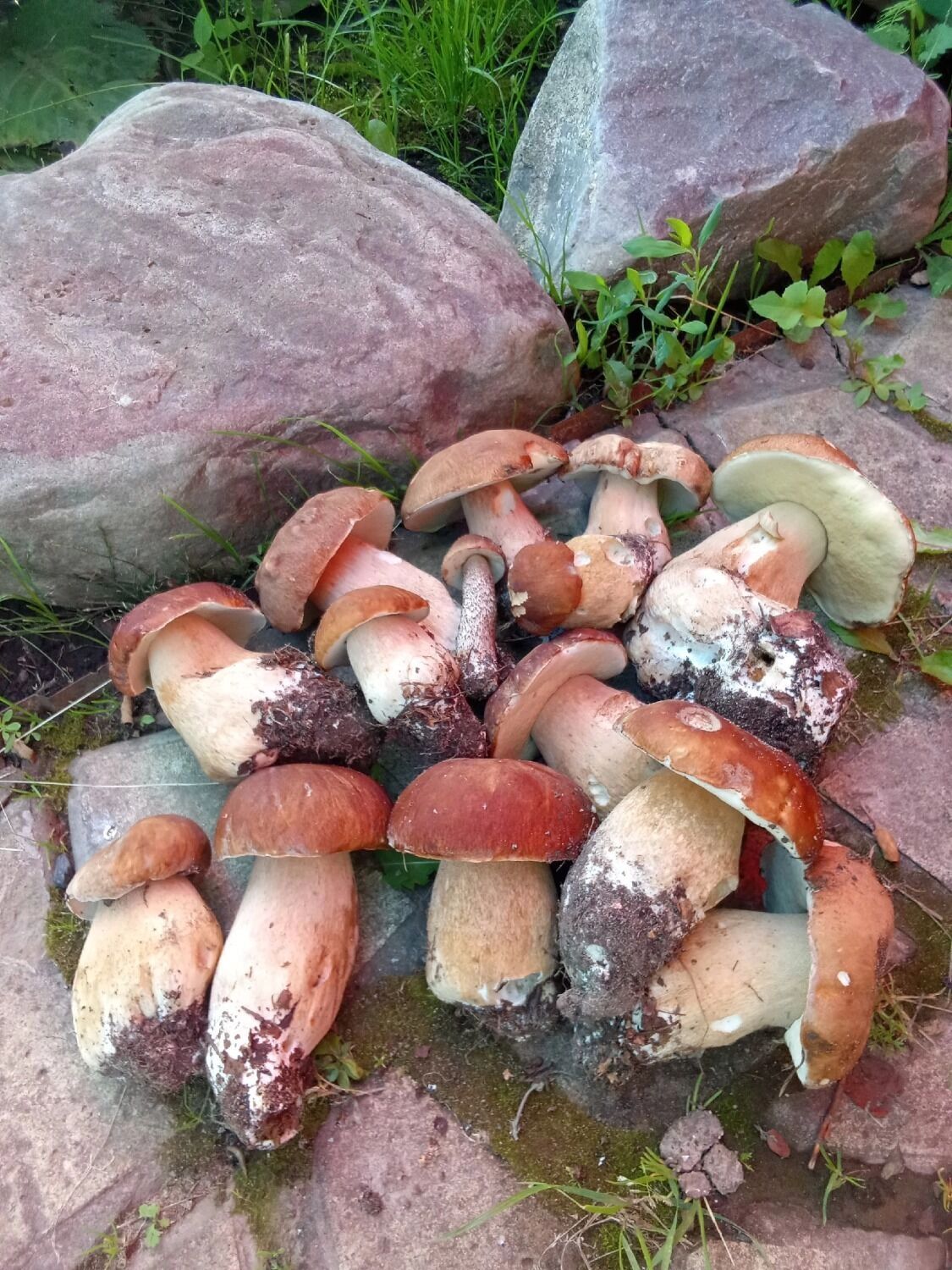 Белые грибы