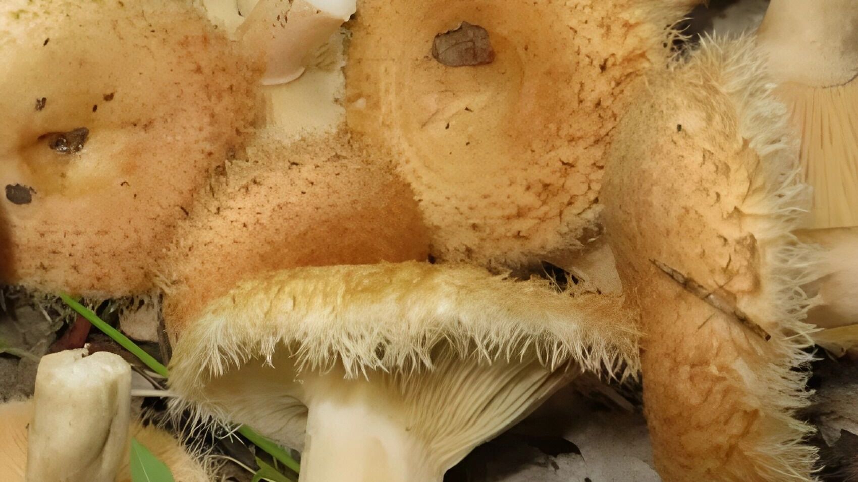 собачий груздь