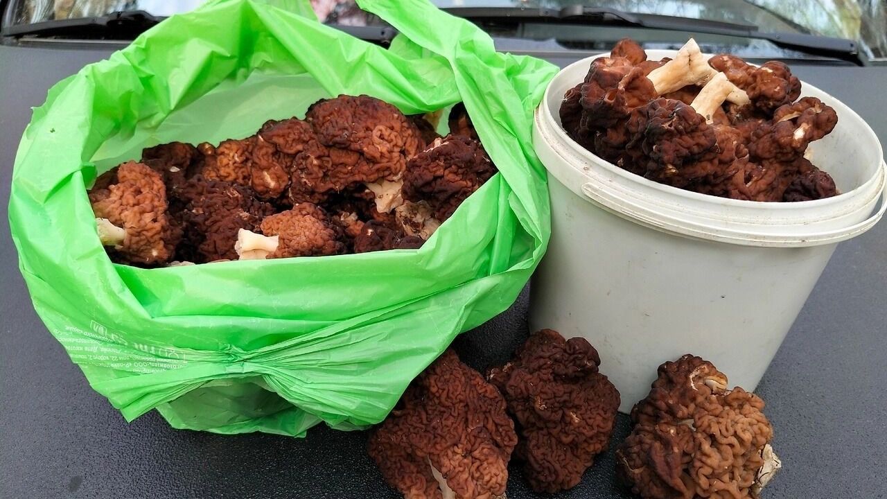 Грибы в Володарском округе