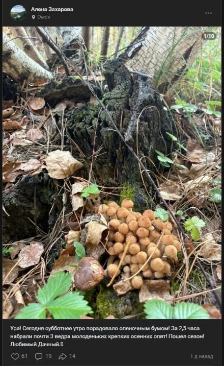 Скриншот фото опят, найденных в лесах у поселка Дачный