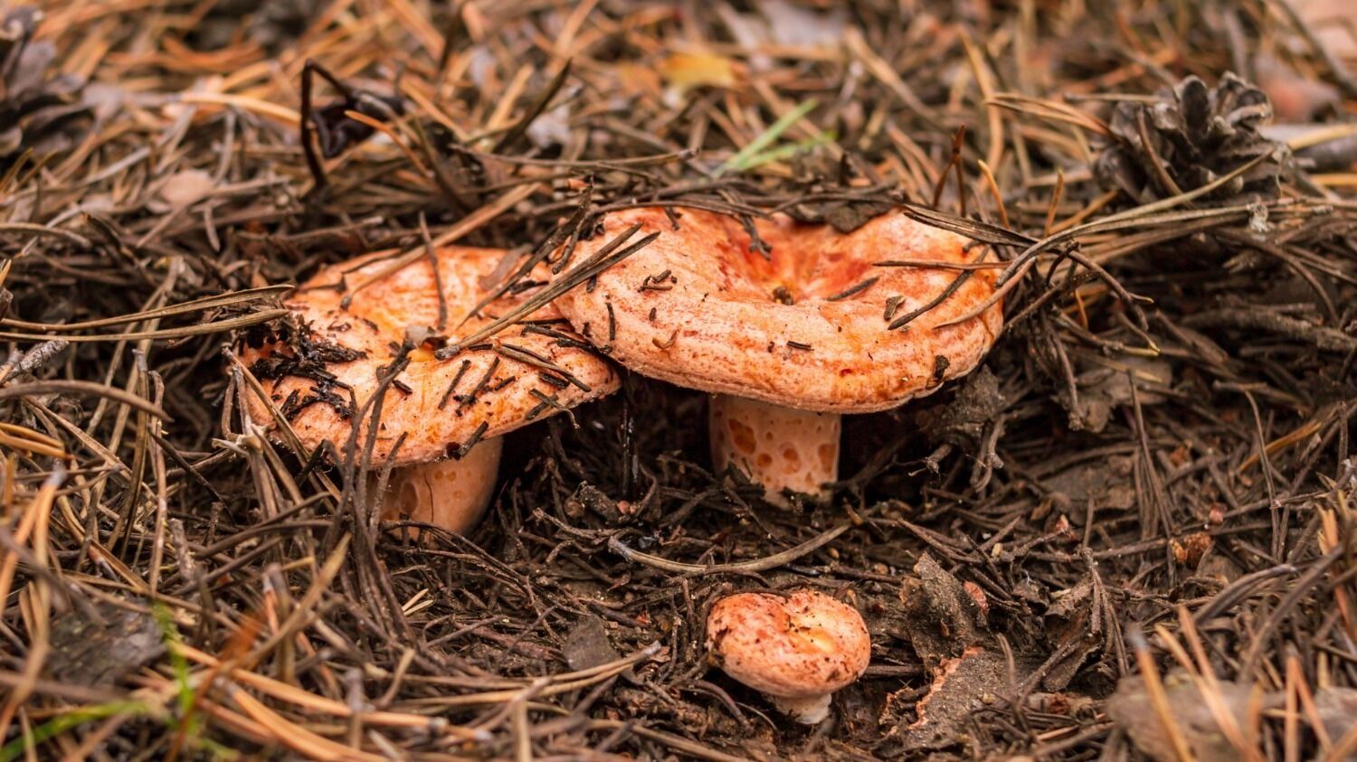 Рыжики обильно растут на горе Волчиха, Первоуральск, Свердловская область