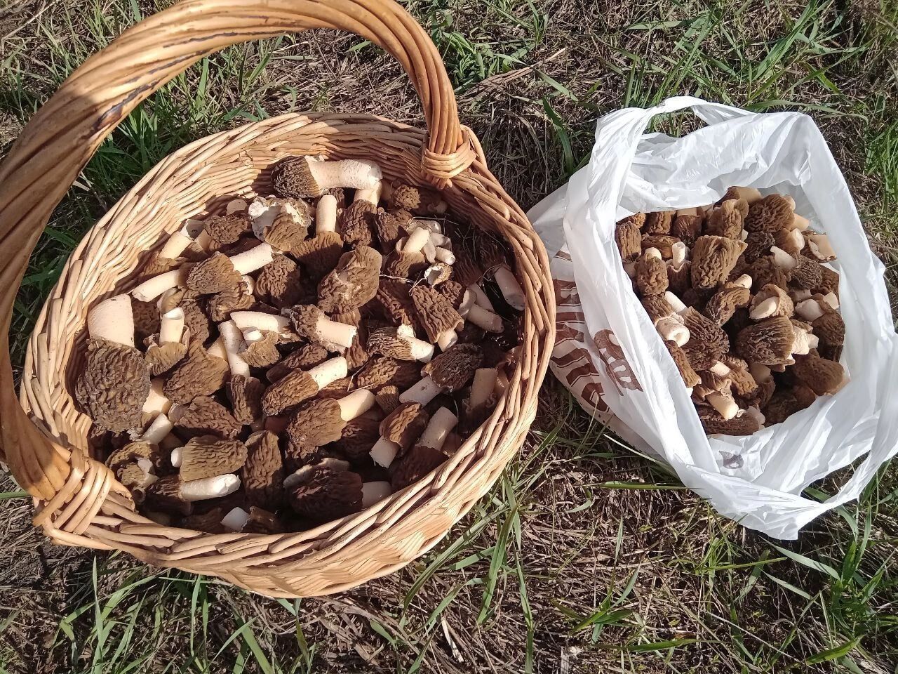 В Оренбуржье начался сезон сморчков