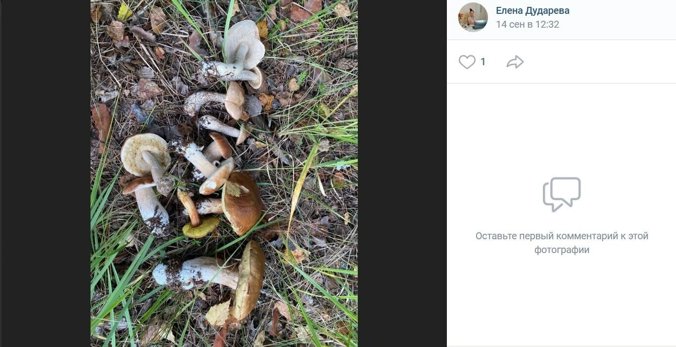 Немногочисленные грибные находки за аулом Коянбай
