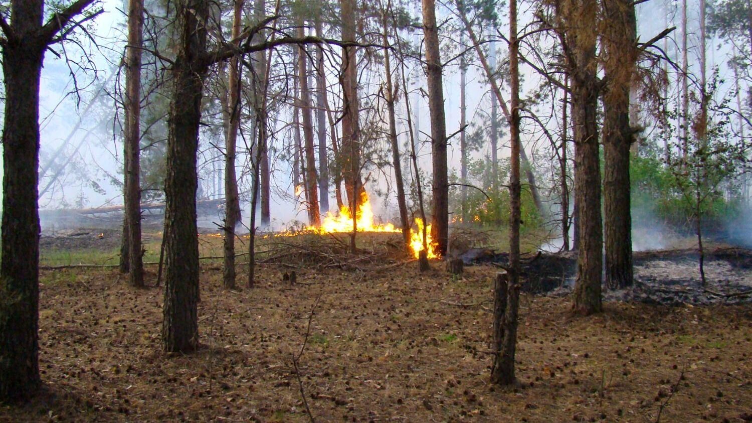 Лесной пожар у деревни Пиголи в 2010 году