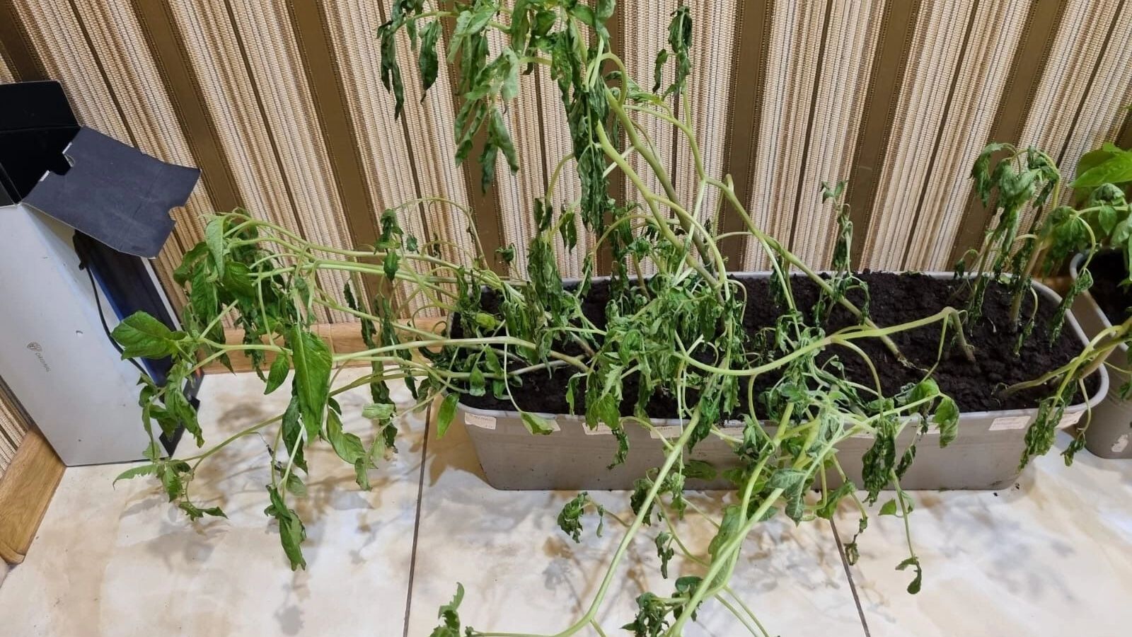 Переросшая рассада томатов