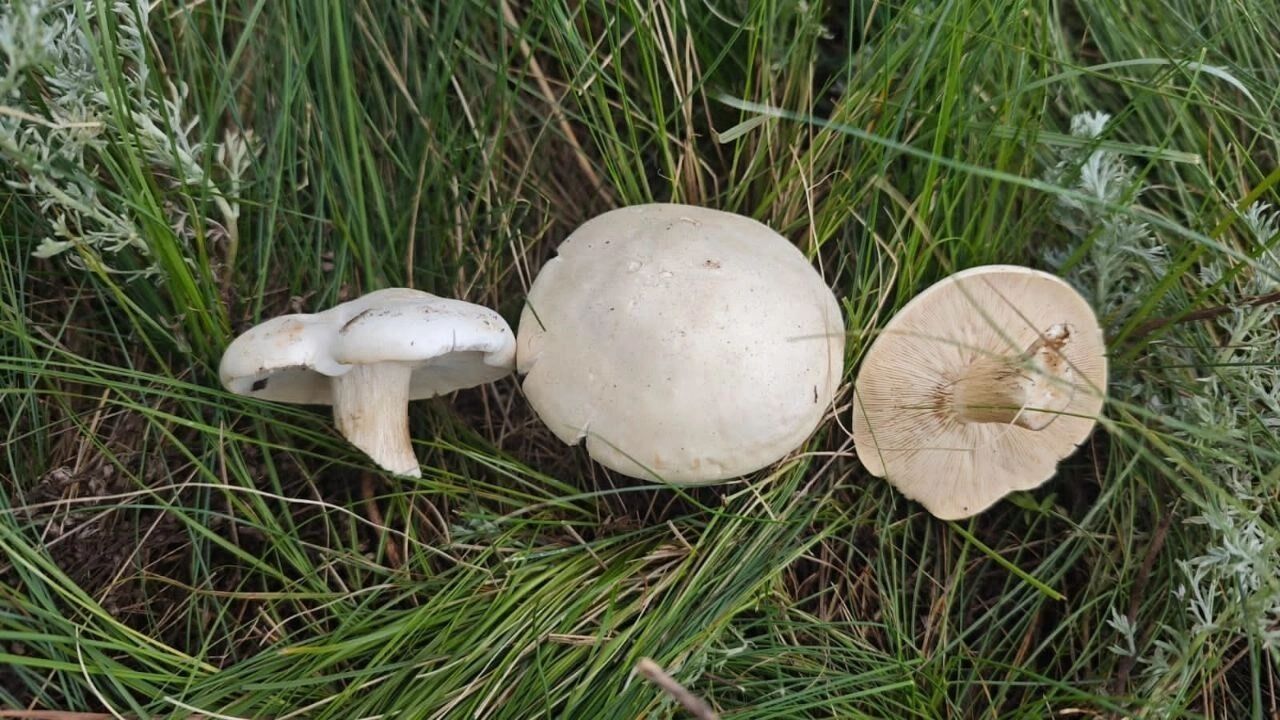 Грибники Оренбуржья собирают в лесах подберезовики и шампиньоны