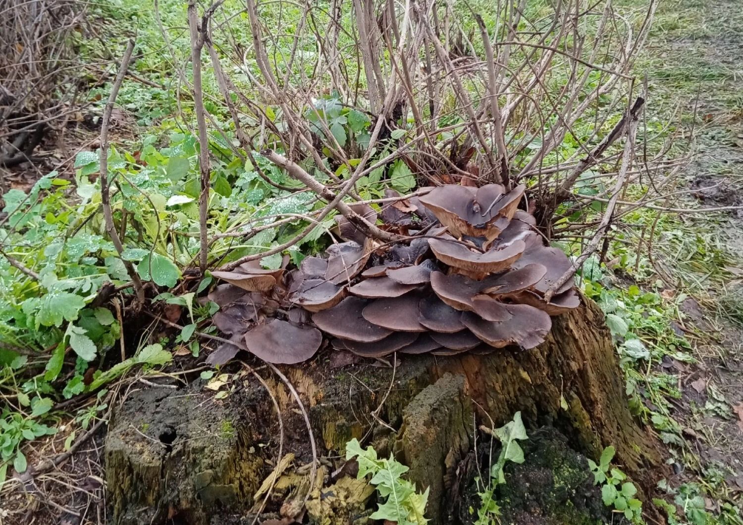 Вешенки часто можно встретить в нижегородских лесах