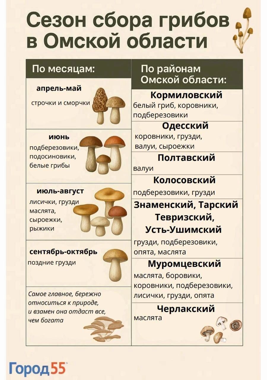 Сезон сбора грибов в Омской области