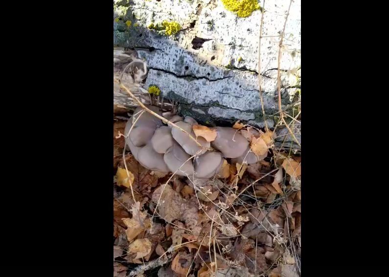 Вешенки в Тюльганском районе Оренбуржья