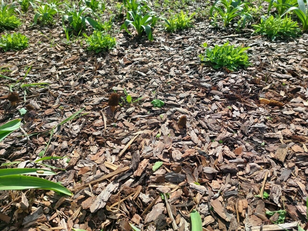 Грибы в парке Ленина