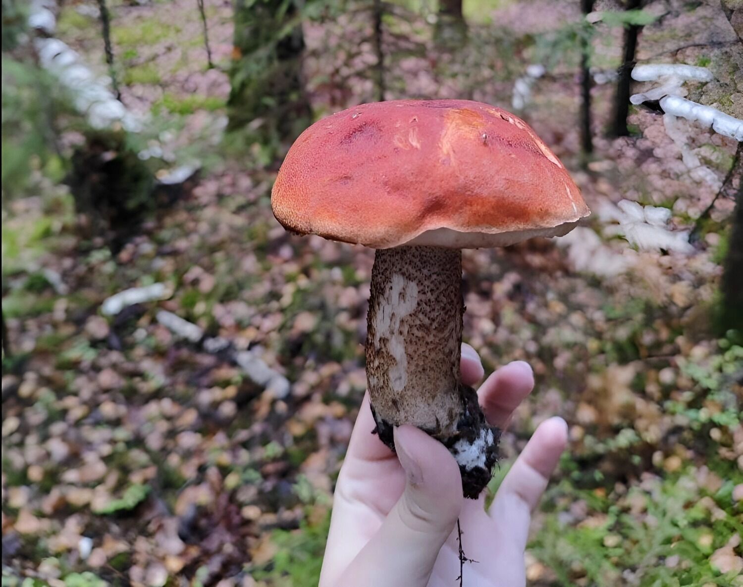 подосиновик