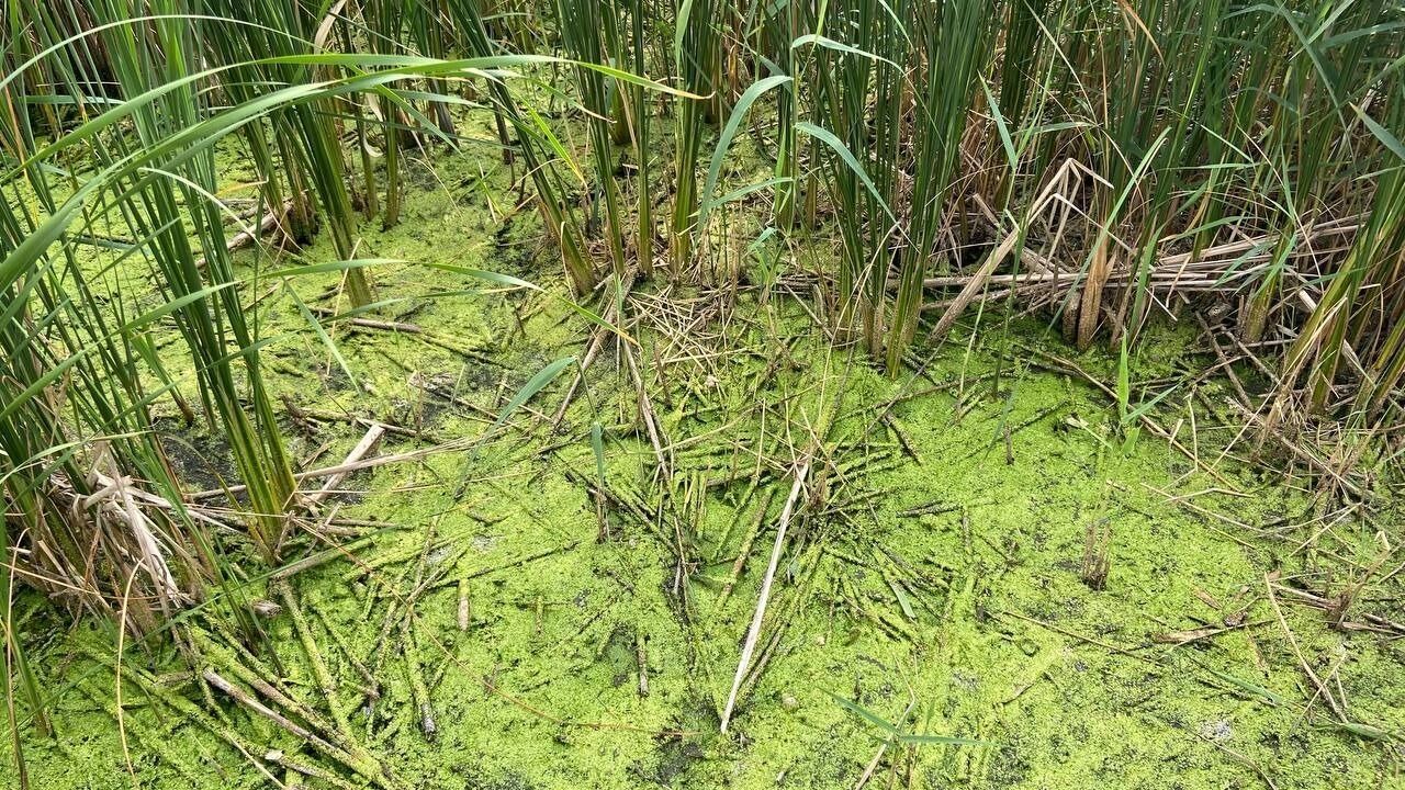 Из-за цветение водорослей запах на&nbsp;озере соответствующий, напоминающий болото.