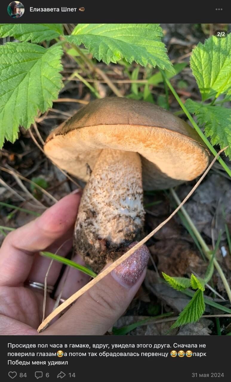 31 мая нашли обабок