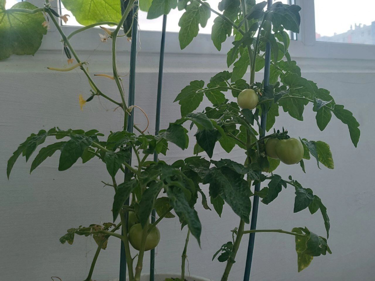 Как выглядит балкон в конце июня 2025 года