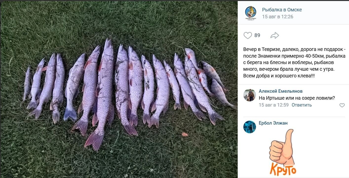 Много щук, пойманных в Тевризе