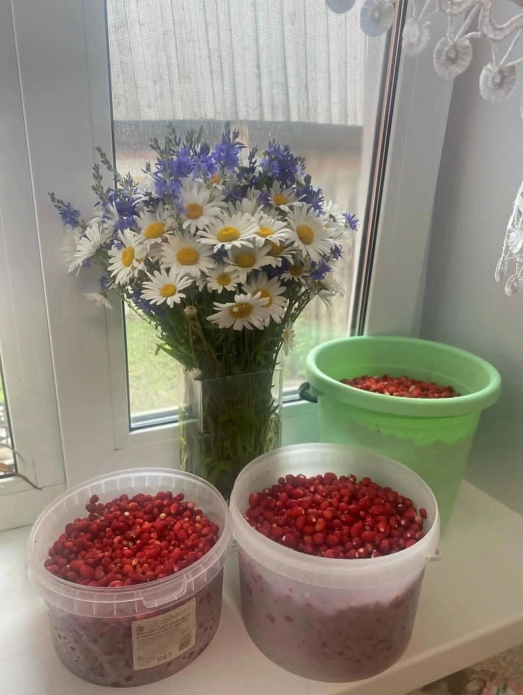 Белгородцы собирают землянику вёдрами