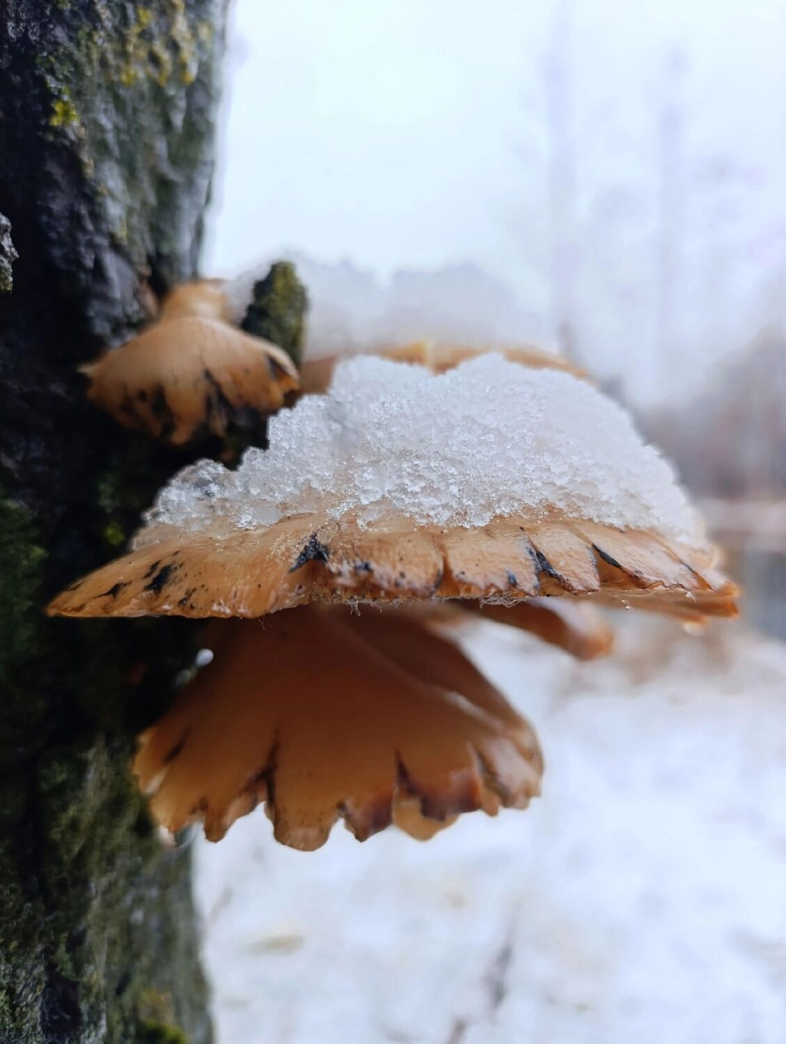 Зимние грибы в Нижегородской области