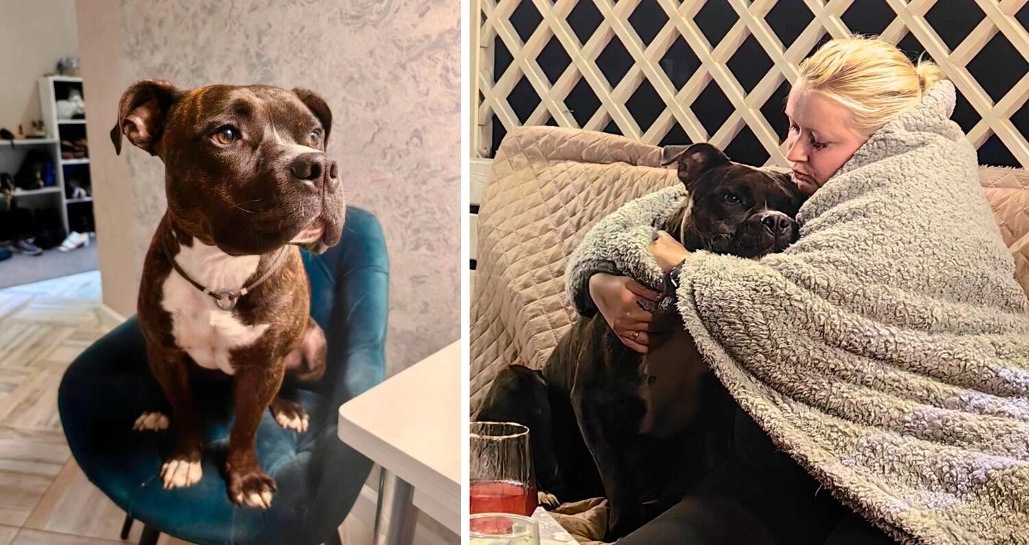 Собачьи законы. Как дело «писающего пса» раскололо москвичей на два лагеря