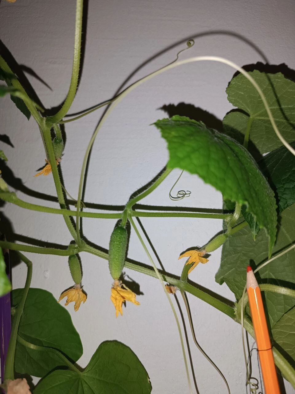 Урожай огурцов в&nbsp;2024&nbsp;году