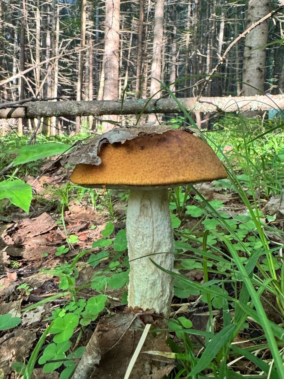 Подосиновик по красоте не уступит боровику