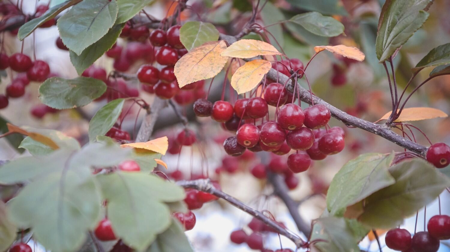 По&nbsp;всей России погода в&nbsp;ноябре будет аномальной: где то&nbsp;выпадет снег раньше срока, в&nbsp;других регионах пройдут ледяные дожди
